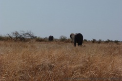 seuls les éléphants semblent vouloir s'aventurer dans ce coin