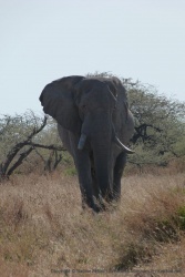 Un superbe représentant des pachydermes de la région