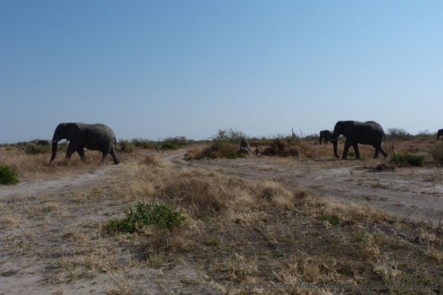 Partout où on déboule, une troupe d'éléphants sort des taillis