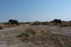 Partout où on déboule, une troupe d'éléphants sort des taillis