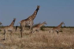 Tiens des girafes, ça change des éléphants !