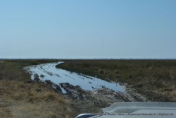 Bon, la piste qui longe Savuti Marsh n'est pas encore praticable, dommage !