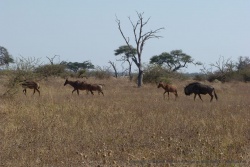 Des bubales accompagnés de quelques gnous égarés