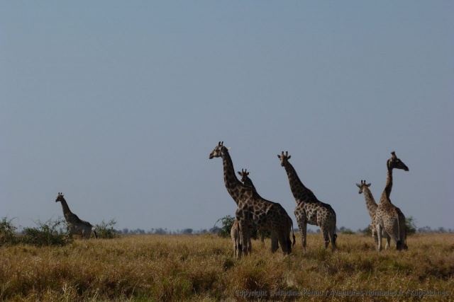 Pique-nique avec girafes comme décor, pas mal non ?