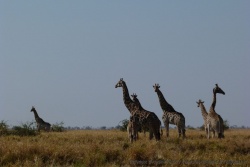 Pique-nique avec girafes comme décor, pas mal non ?