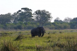 Tous les éléphants ne sont pas à Savuti