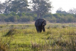 Interpelé par notre arrivée, l'éléphant tente de déterminer si on est une menace ou pas