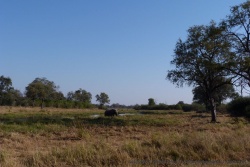 La rivière Khwai est bordée d'arbres majestueux avec de temps en temps un éléphant par ci par là