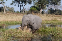 Les éléphants adorent manger les plantes aquatiques