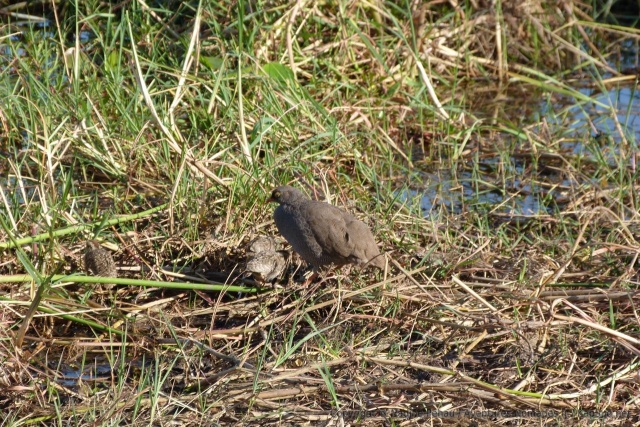 Une maman francolin amène ses petits au casse-croûte