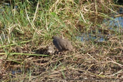 Une maman francolin amène ses petits au casse-croûte
