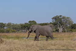 Les éléphants sont énormes ici 