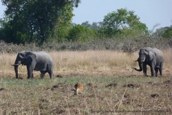 Eléphants plus lechwe pour saluer notre arrivée à la réserve de Moremi