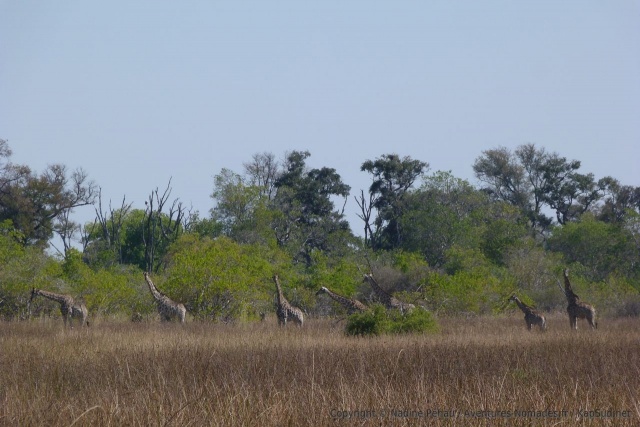 Une belle troupe de girafes avec la forêt en toile de fond