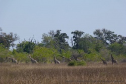 Une belle troupe de girafes avec la forêt en toile de fond