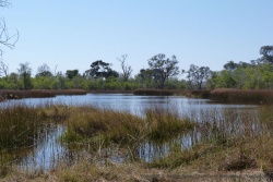 Paysages typiques de la réserve de Moremi
