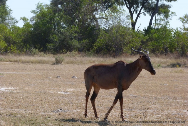 Un topi, pas notre animal préféré et pourtant assez peu fréquent