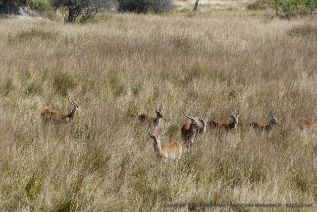 Le delta de l'Okavango est un paradis pour les lechwe