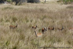 Le delta de l'Okavango est un paradis pour les lechwe