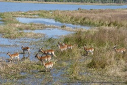 Les lechwe sont des antilopes de milieu aquatique et ici elles sont servies !
