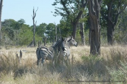 La diversité des écosystèmes amène une biodiversité unique dans le delta de l'Okavango