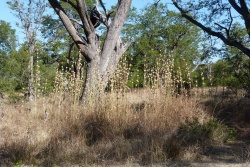 De curieuses plantes très graphiques agrémentent les sous-bois