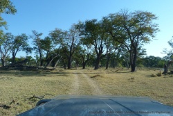 La réserve de Moremi abrite aussi de somptueux paysages