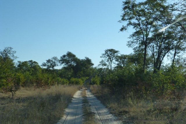 Des pistes de sables traversent la forêt