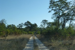 Des pistes de sables traversent la forêt