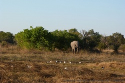 On retrouve avec plaisir nos chers éléphants