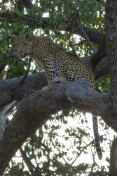 Quel animal superbe, on ne peut se lasser de l'admirer !