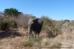 Un éléphant nous fait la surprise d'une apparition sur notre route pour les chutes Victoria
