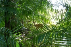 Un guib arnaché se laisse surprendre pendant sa promenade dans la forêt