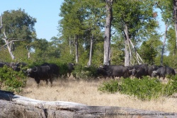 Un immense troupeaux de buffles toujours aussi impressionnants nous toise du regard