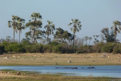 4ème partie - Botswana : du Delta de l'Okavango et la réserve de Moremi au Central Kalahari GR