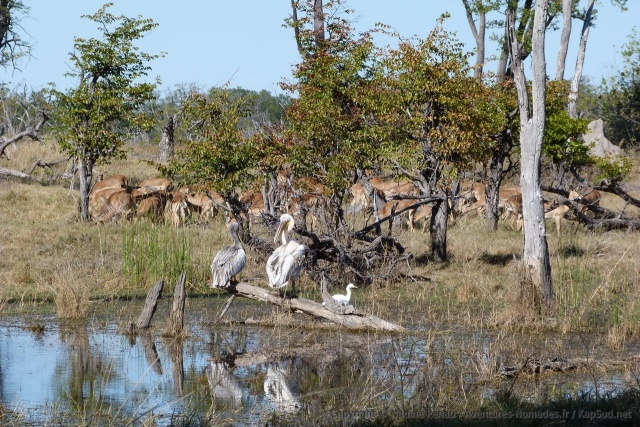 Surprenant de découvrir des pélicans au coeur de Moremi