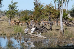 Surprenant de découvrir des pélicans au coeur de Moremi