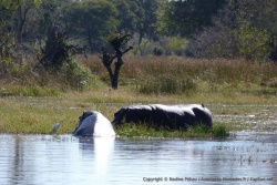 A chaque pan immergé ou presque, son lot d'hippopotames 