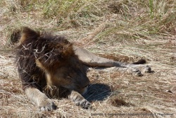 A 200 mètres à vol d'oiseau du camp de Third Bridge, un superbe lion s'offre un sieste