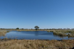 Ces paysages de Moremi dégagent une sérénité apaisante