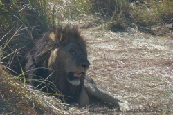 Comme souvent, ce lion a l'air véritablement exténué