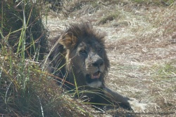 On a bien fait de revenir voir le lion, il a l'air plus éveillé cette fois