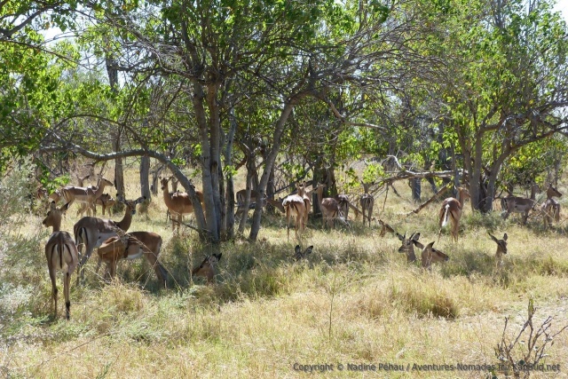 Les impalas semblent tellement en confiance que certains se sont installés pour la sieste