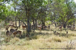 Les impalas semblent tellement en confiance que certains se sont installés pour la sieste