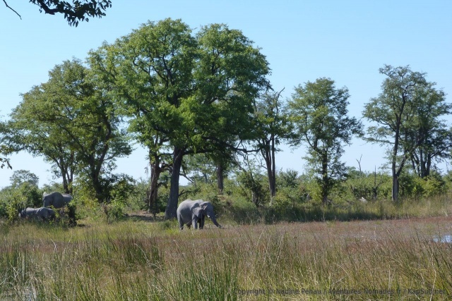 Un groupe d'éléphants vient s'abreuver dans un méandre de la rivière