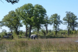 Un groupe d'éléphants vient s'abreuver dans un méandre de la rivière