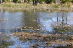De délicats nénuphars fleurissent la rivière