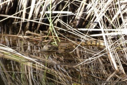 Un bébé crocodile, futur caïd des marais