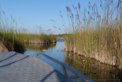 Il faut évoluer dans un labyrinthe de chenaux naturels bordés de papyrus 