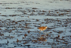 Le jacana semble marcher sur l'eau